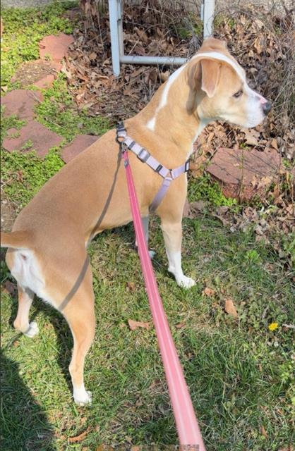 ZOEY, Adoptable, Adult Female Mixed Breed.