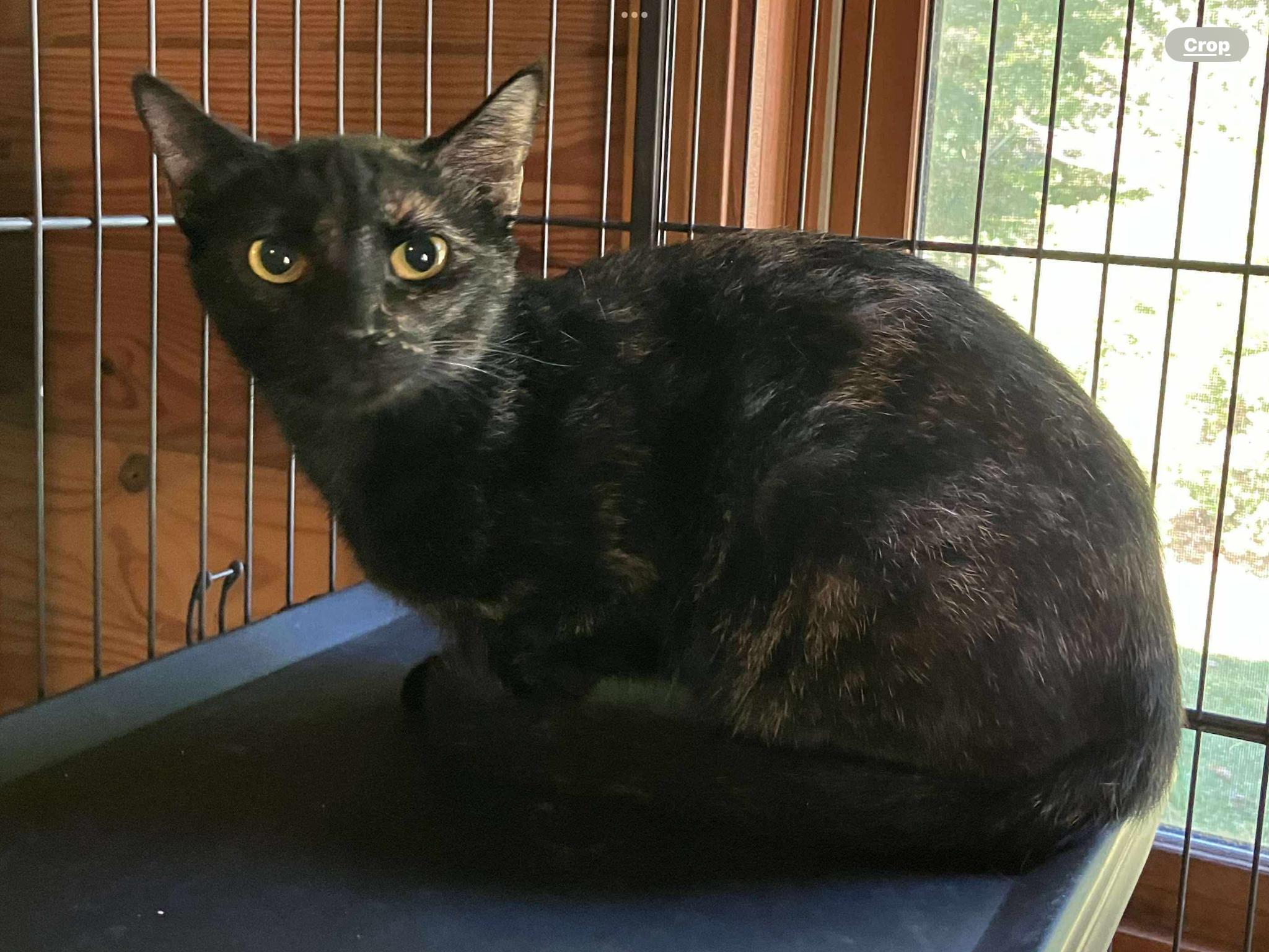 Becca, Adopted, Adult Female Domestic Short Hair.