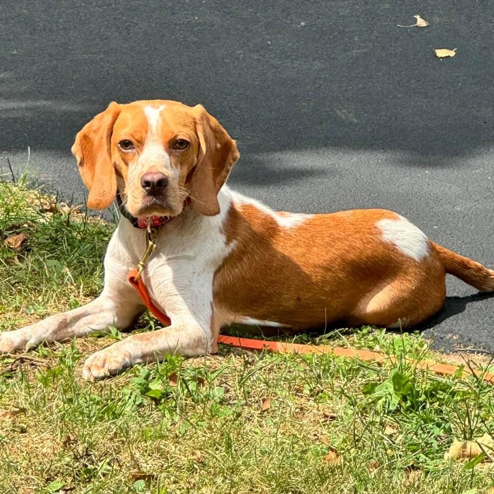 Charlie, an adoptable Beagle in Rochester, NY, 14620 | Photo Image 1