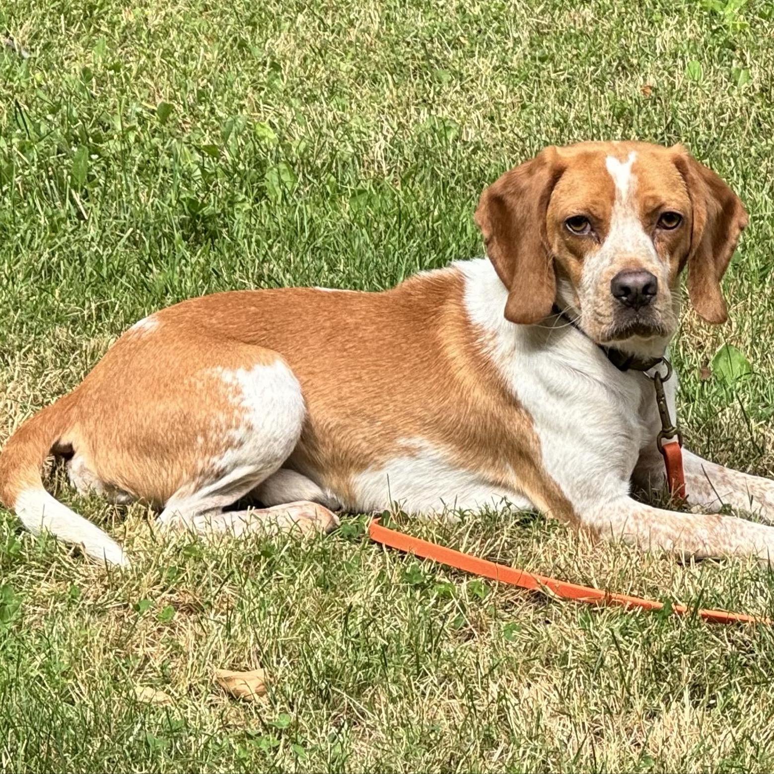 Charlie, an adoptable Beagle in Rochester, NY, 14620 | Photo Image 4