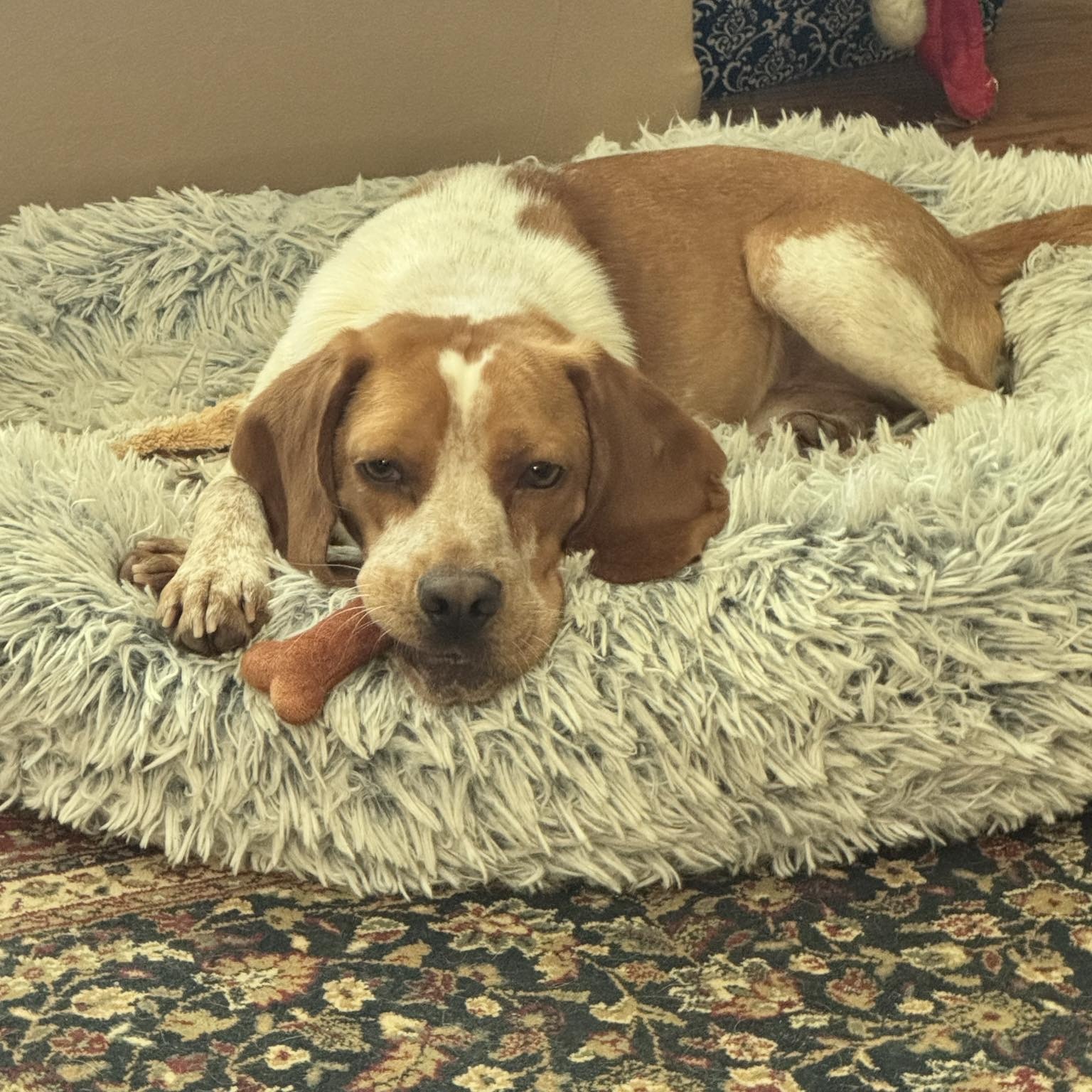 Charlie, an adoptable Beagle in Rochester, NY, 14620 | Photo Image 5