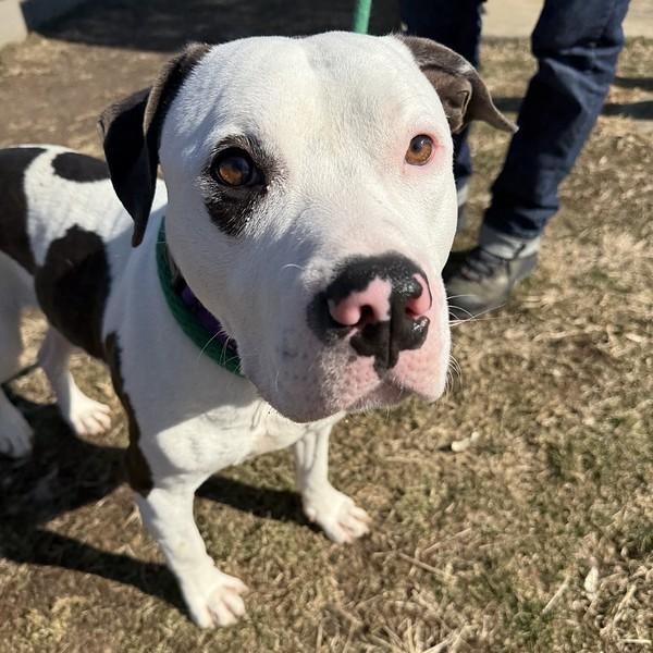 Enlarge Blizzard, a ADOPTABLE Mixed Breed in Philadelphia, PA image 1/4