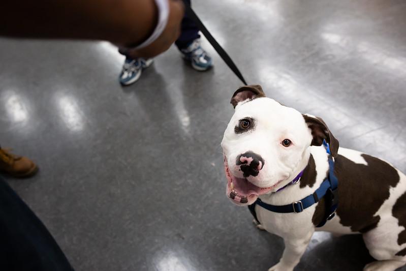 Enlarge Blizzard, a ADOPTABLE Mixed Breed in Philadelphia, PA image 4/6