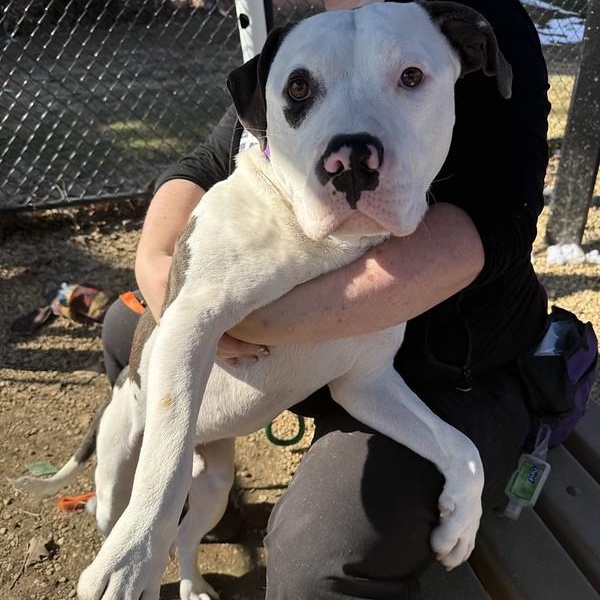 Enlarge Blizzard, a ADOPTABLE Mixed Breed in Philadelphia, PA image 2/4