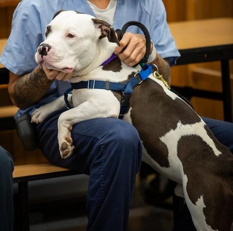 Enlarge Blizzard, a ADOPTABLE Mixed Breed in Philadelphia, PA image 3/6