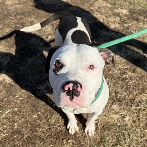 Enlarge Blizzard, a ADOPTABLE Mixed Breed in Philadelphia, PA image 3/4