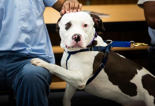Blizzard, ADOPTABLE, Young Male Mixed Breed.