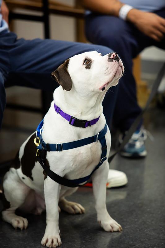 Enlarge Blizzard, a ADOPTABLE Mixed Breed in Philadelphia, PA image 2/6