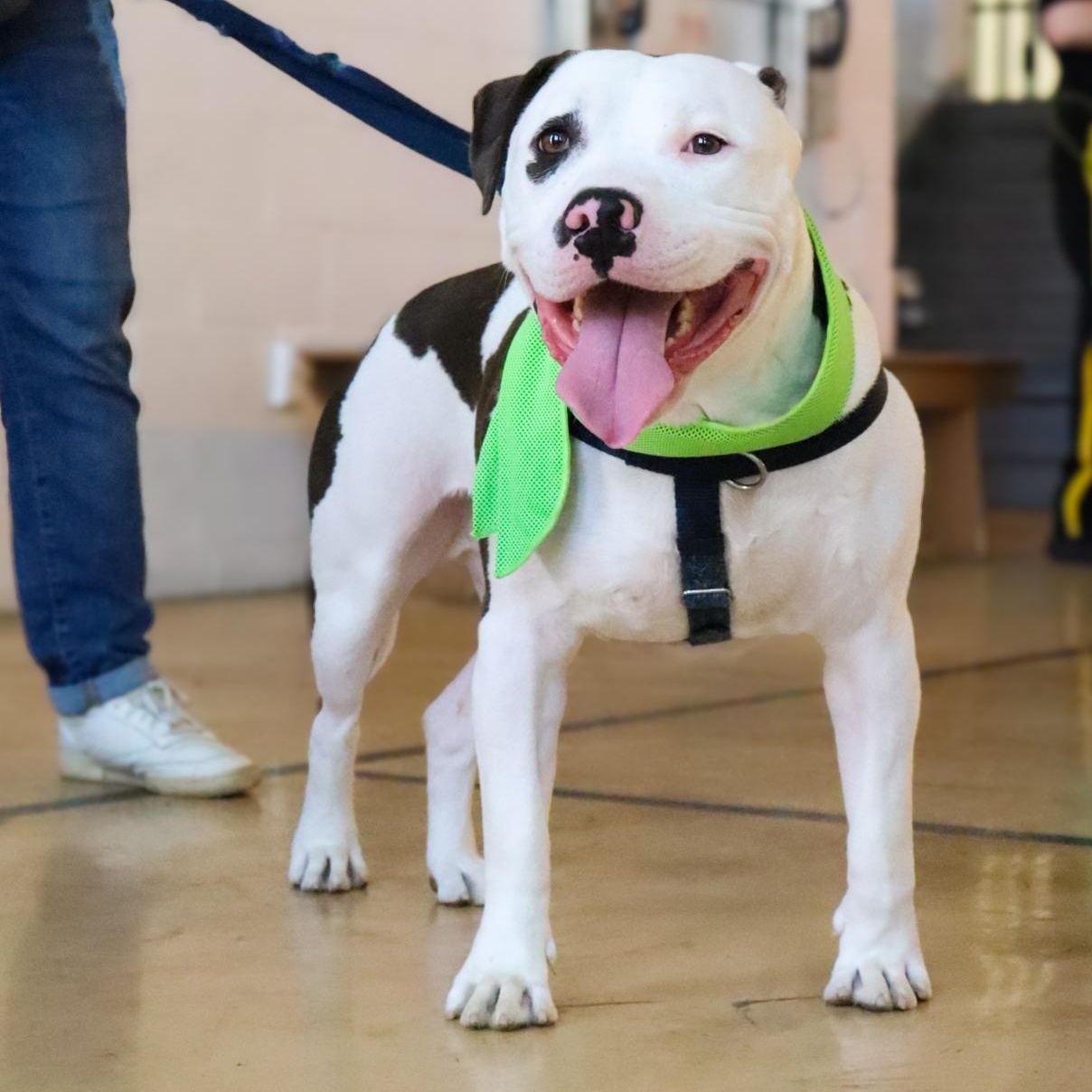 Enlarge Blizzard, a ADOPTABLE Mixed Breed in Chester, PA image 2/6