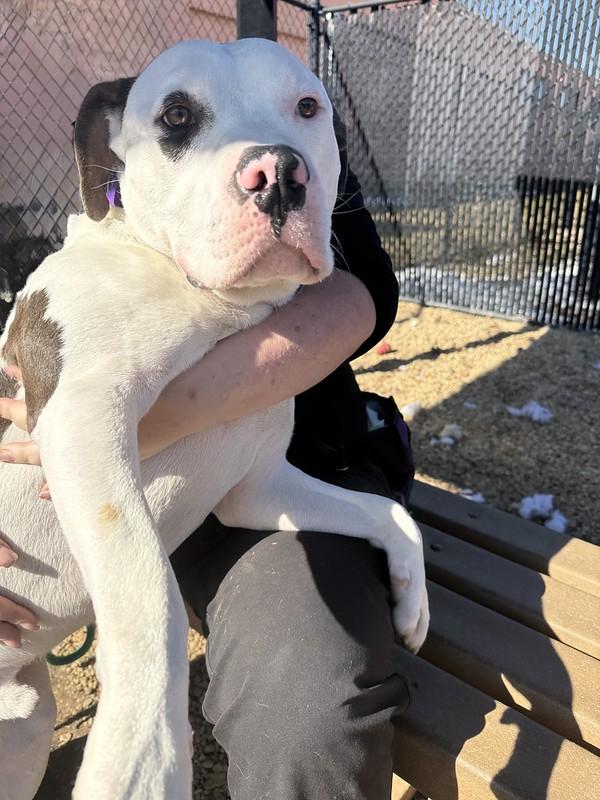 Enlarge Blizzard, a ADOPTABLE Mixed Breed in Philadelphia, PA image 4/4