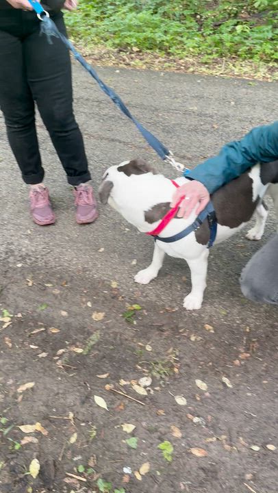Enlarge Blizzard, a ADOPTABLE Mixed Breed in Chester, PA video 6/6