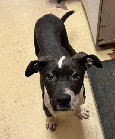 Arno, Adopted, Young Male Pit Bull Terrier.