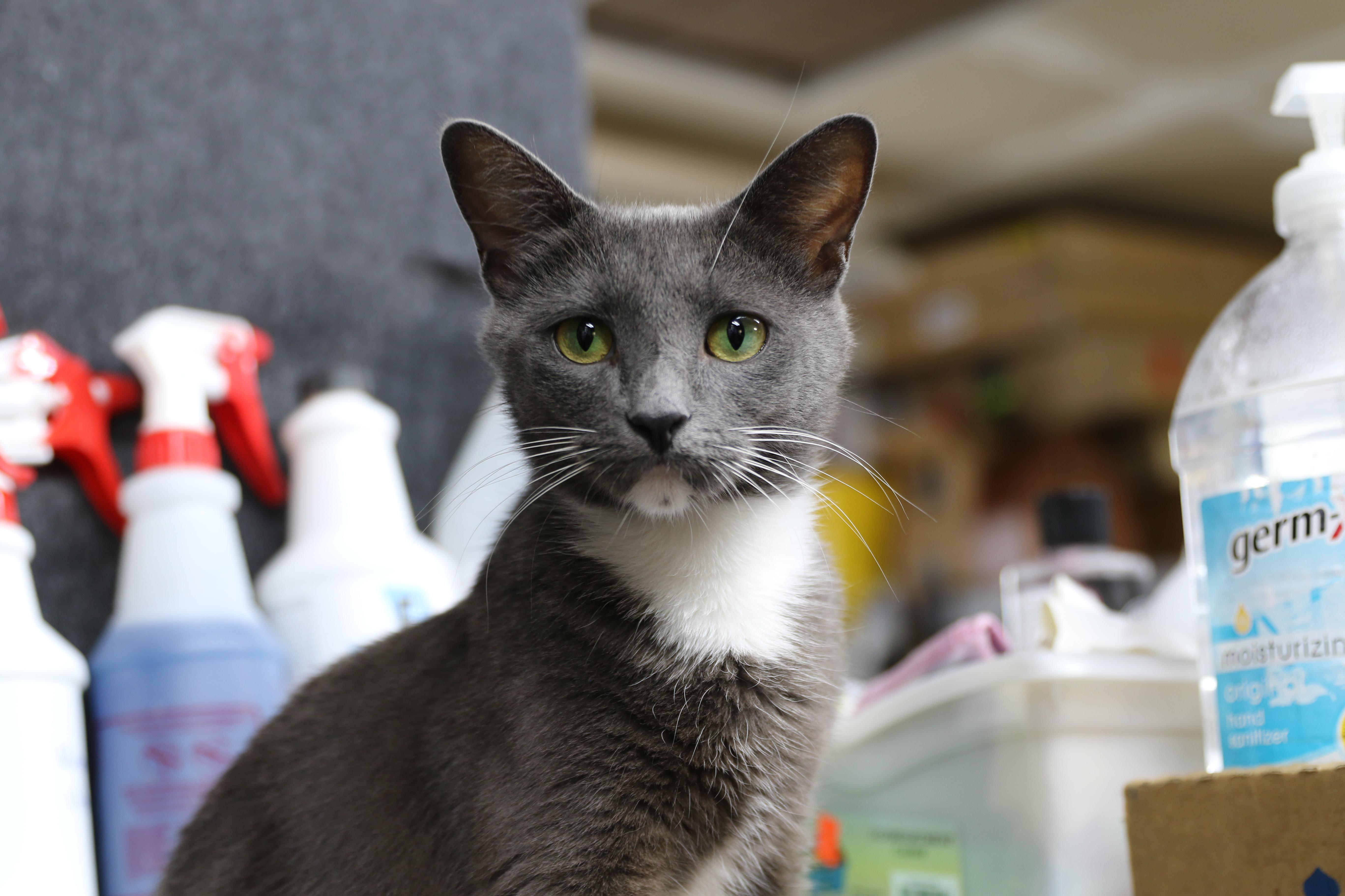 Grace, an adoptable Tuxedo in Cut Bank, MT, 59427 | Photo Image 2