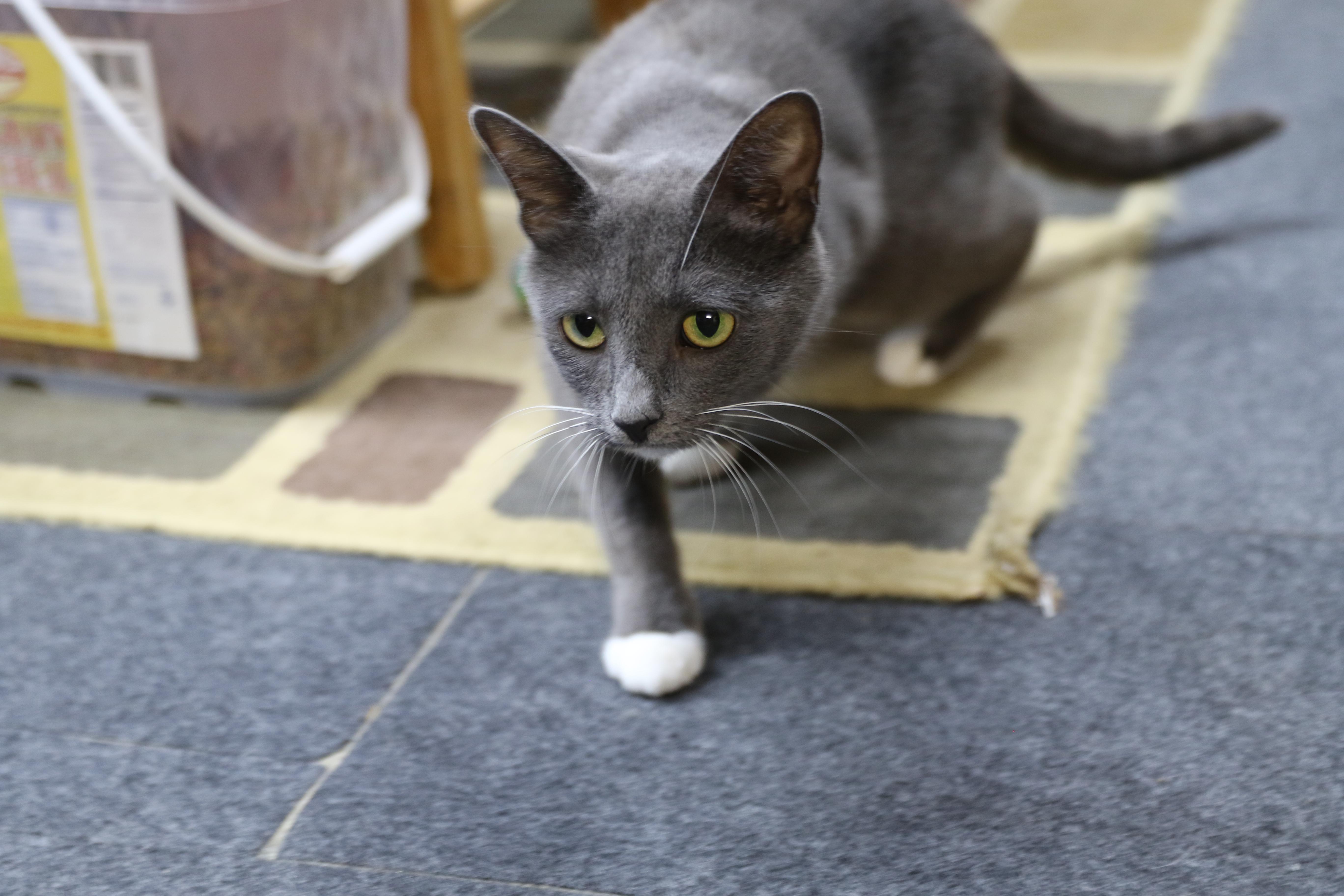 Grace, an adoptable Tuxedo in Cut Bank, MT, 59427 | Photo Image 3
