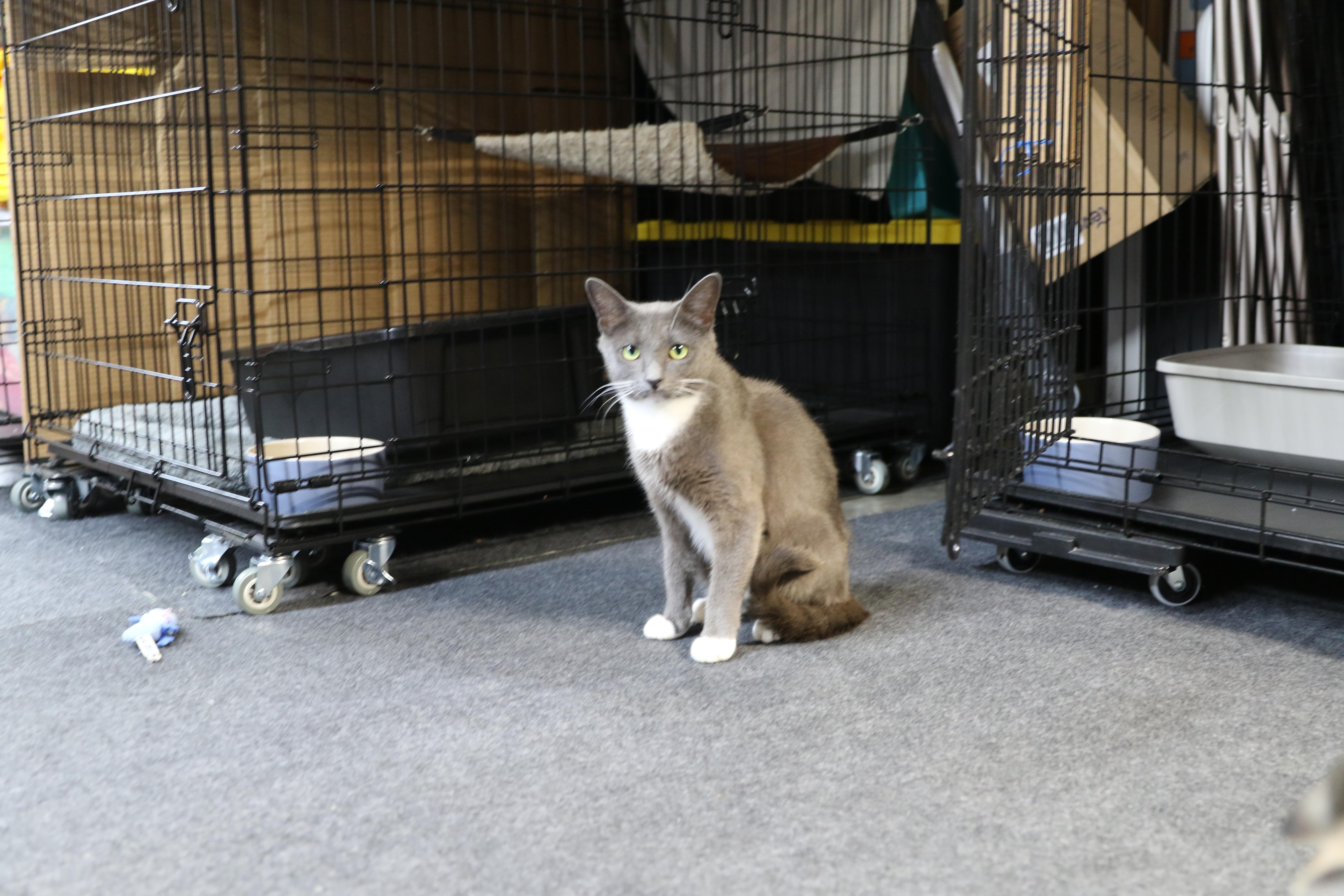 Grace, an adoptable Tuxedo in Cut Bank, MT, 59427 | Photo Image 4