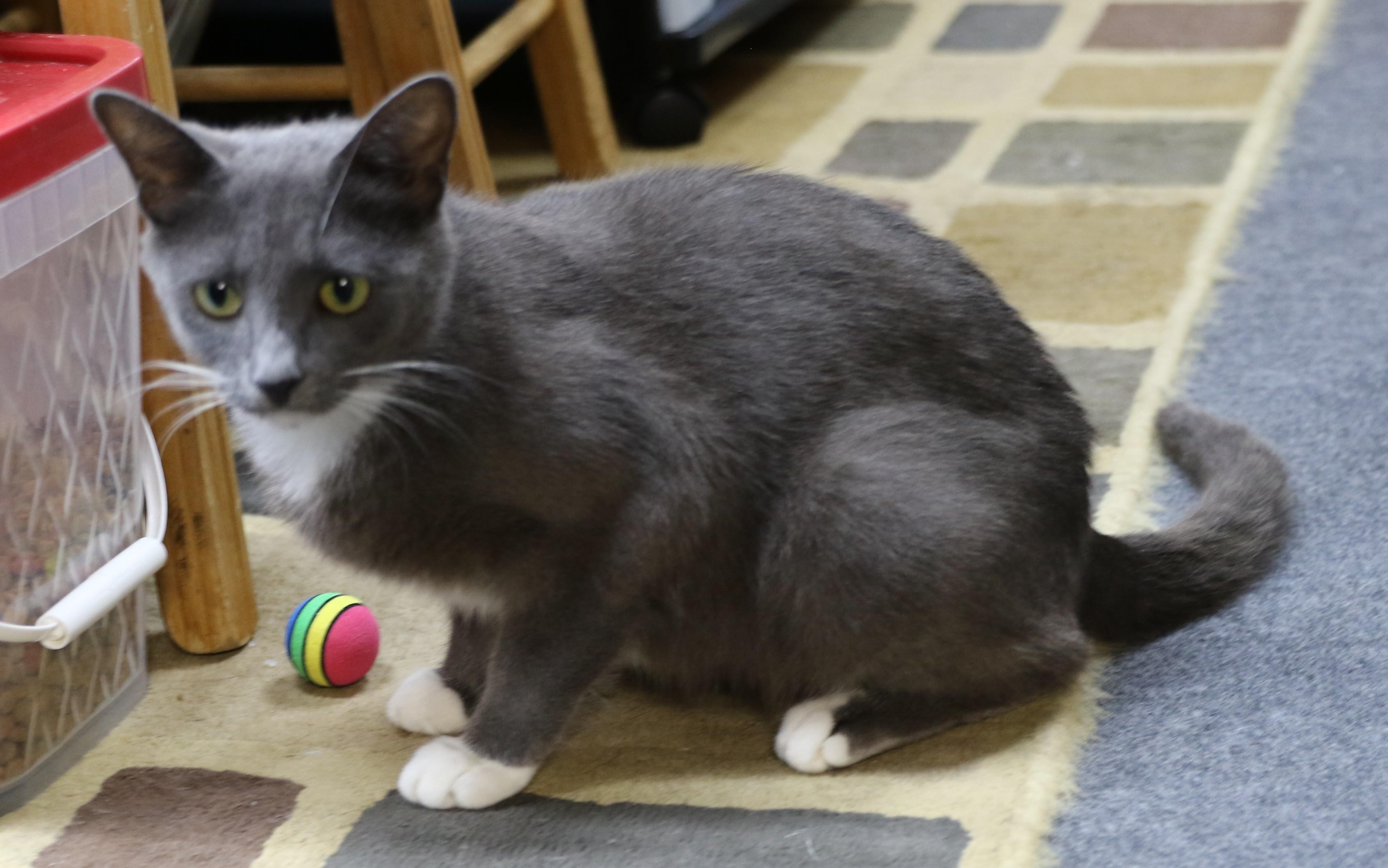 Grace, an adoptable Tuxedo in Cut Bank, MT, 59427 | Photo Image 5