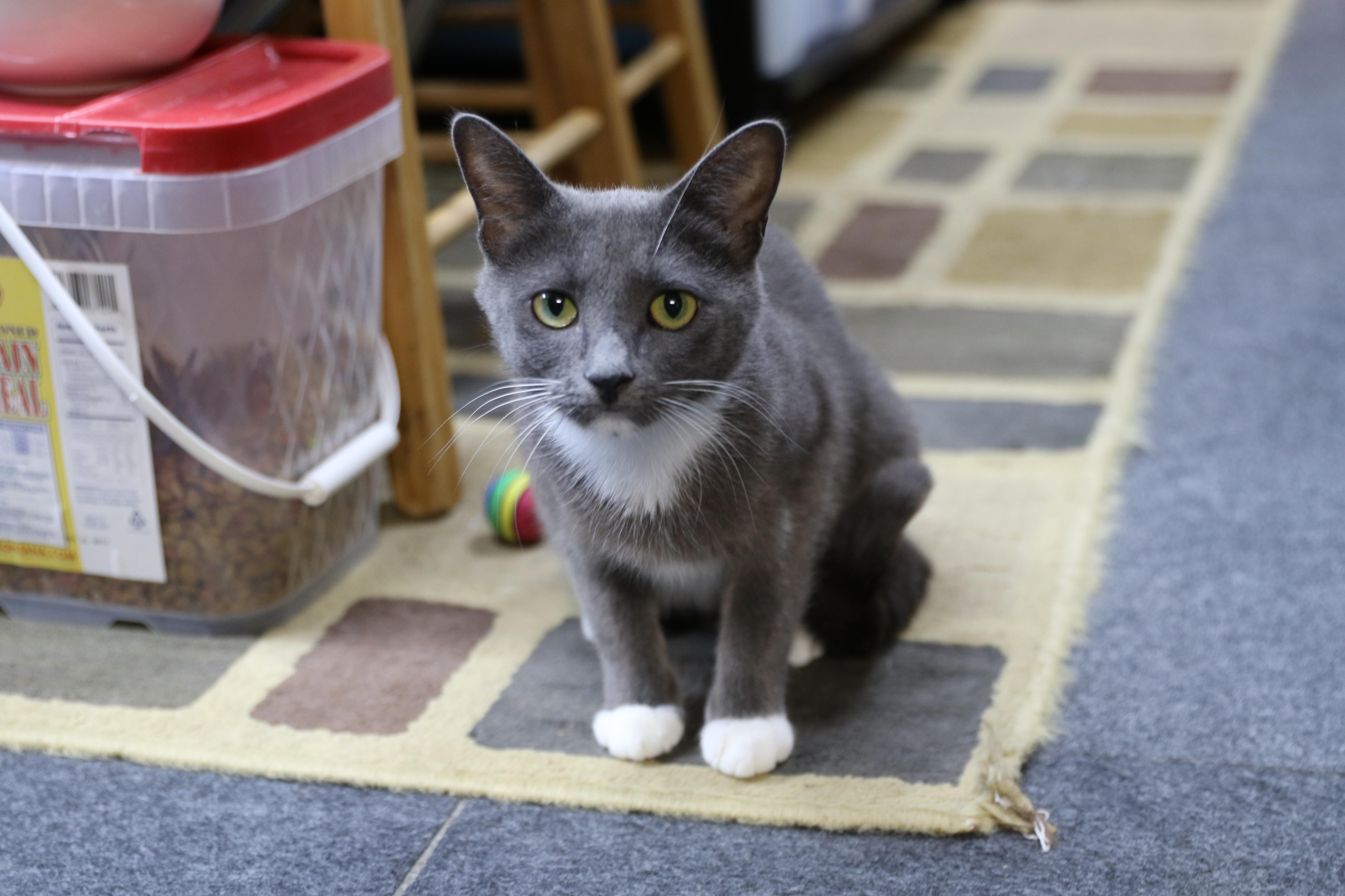 Grace, an adoptable Tuxedo in Cut Bank, MT, 59427 | Photo Image 1