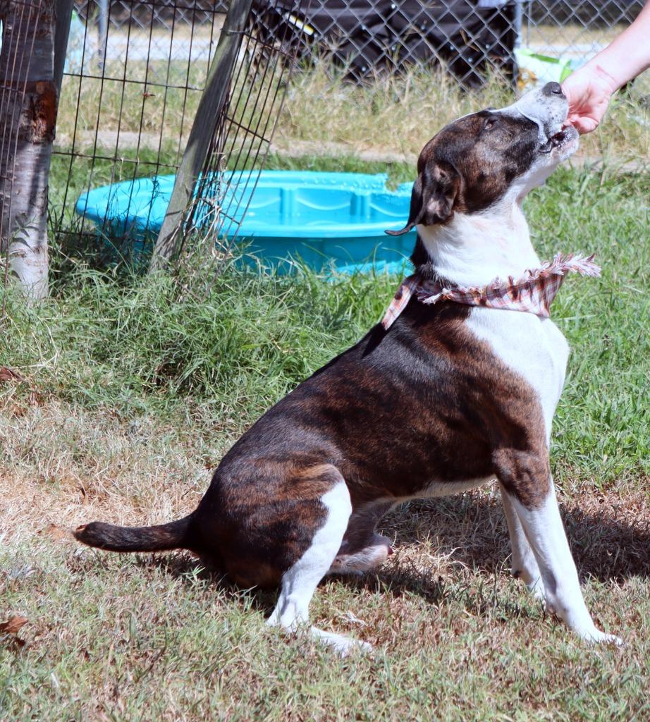 Luke, Adoptable, Adult Male Mixed Breed.