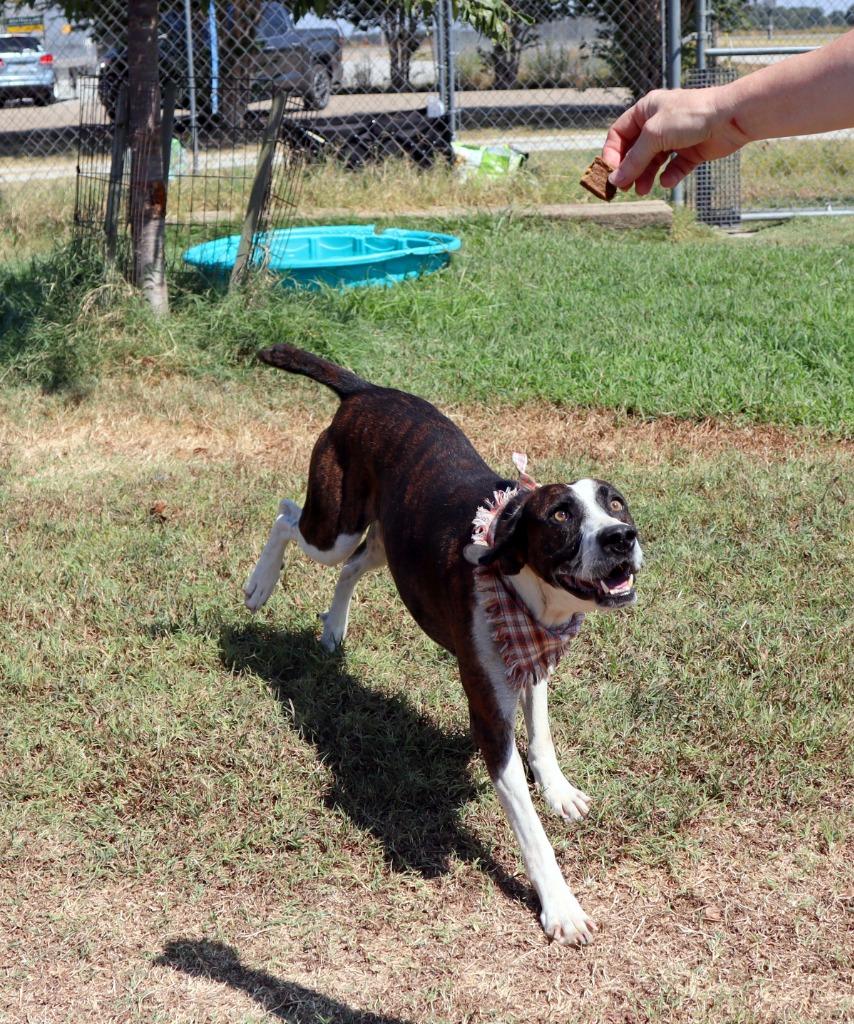 Enlarge Luke, a Adoptable Mixed Breed in Jonesboro, AR image 2/6