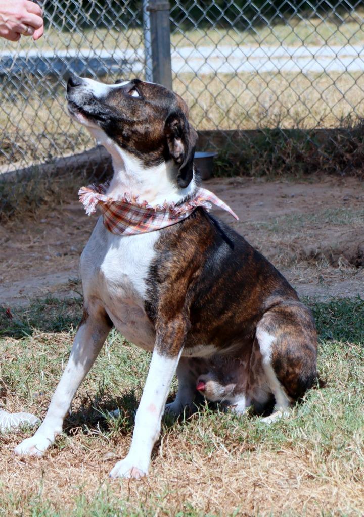 Enlarge Luke, a Adoptable Mixed Breed in Jonesboro, AR image 3/6