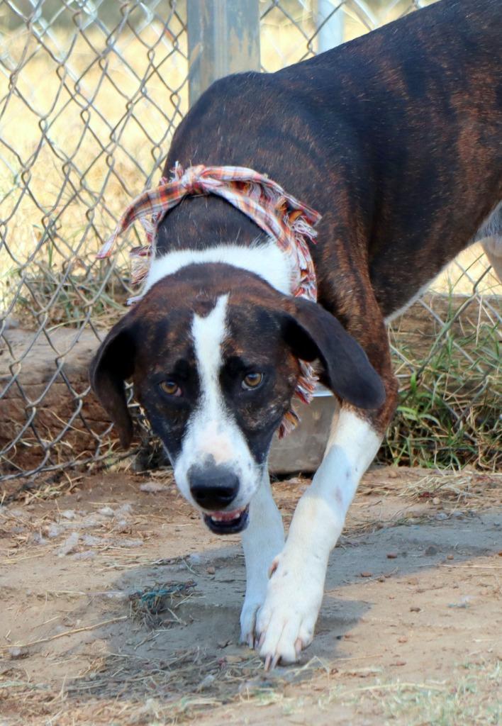 Enlarge Luke, a Adoptable Mixed Breed in Jonesboro, AR image 4/6