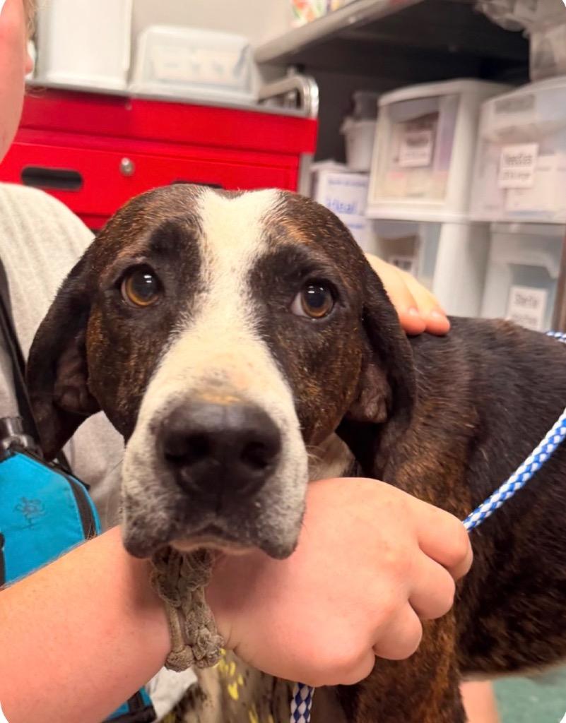 Enlarge Luke, a Adoptable Mixed Breed in Jonesboro, AR image 5/6