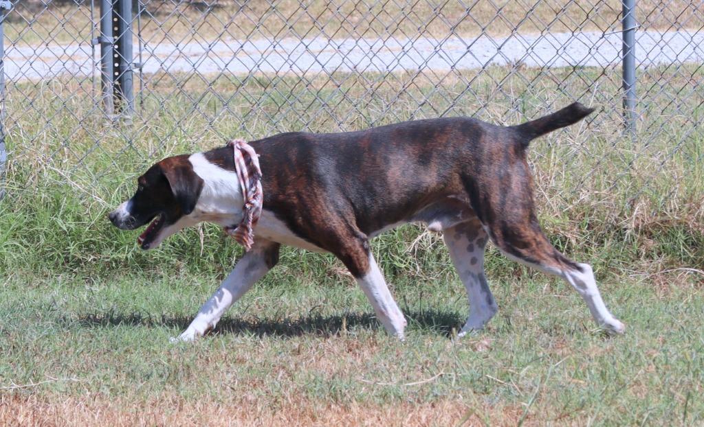 Enlarge Luke, a Adoptable Mixed Breed in Jonesboro, AR image 6/6