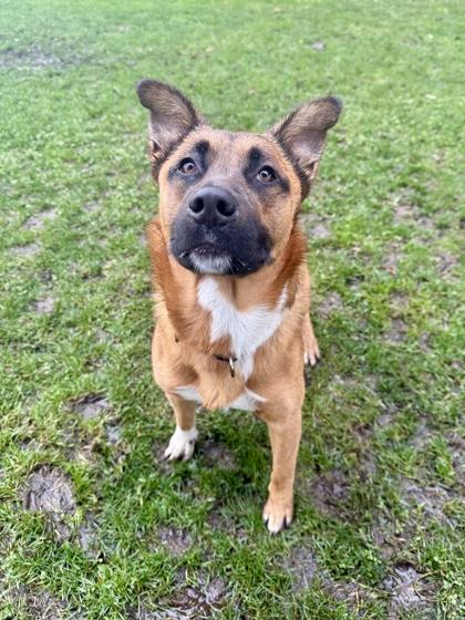 Bear, ADOPTABLE, Adult Male Mixed Breed.