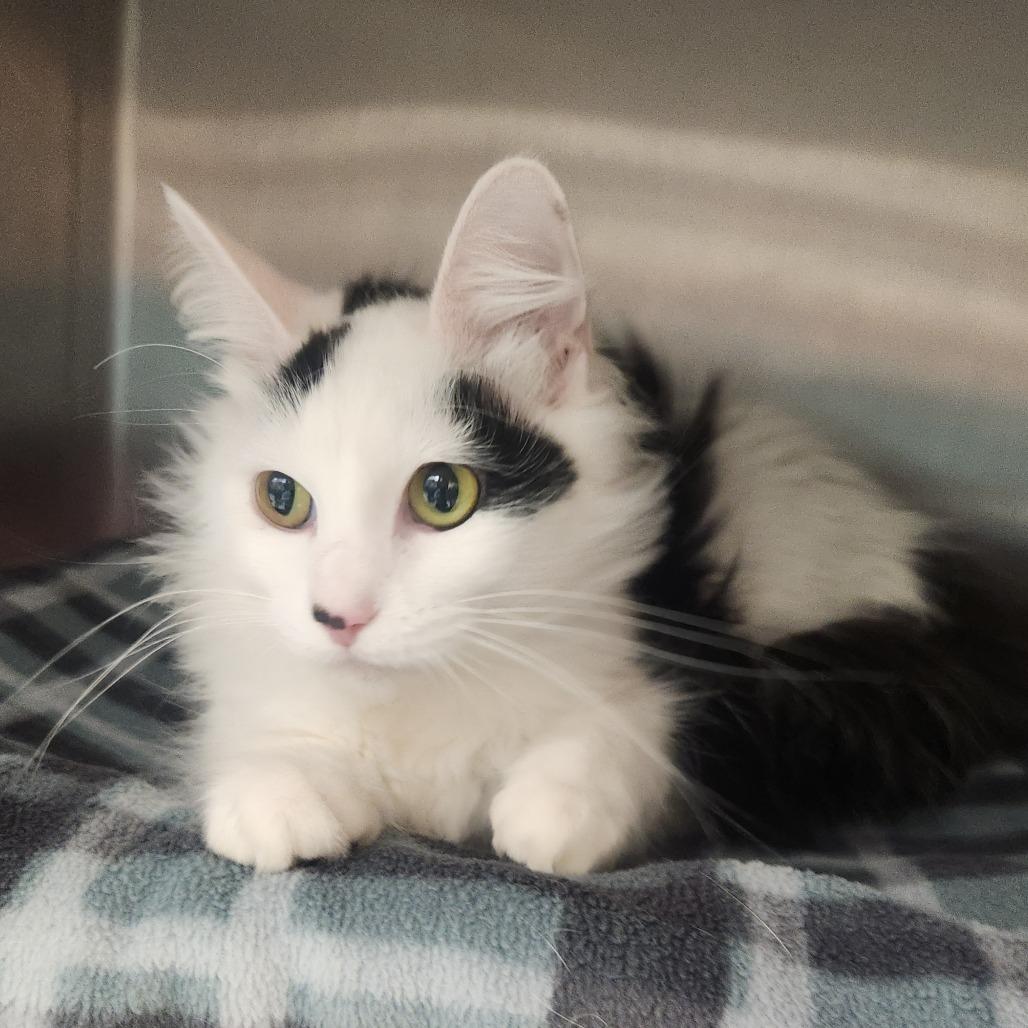 Enlarge Mimi, a Adoptable Domestic Long Hair in Fort Wayne, IN image 1/2