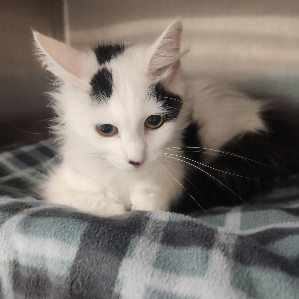 Enlarge Mimi, a Adoptable Domestic Long Hair in Fort Wayne, IN image 2/2