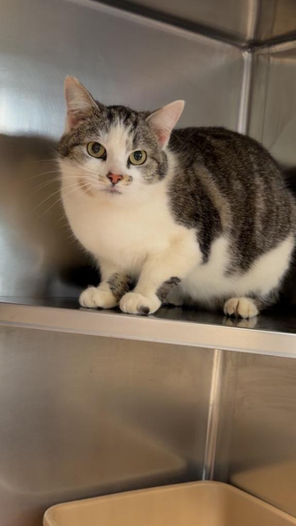 Enlarge Mushy, a Adoptable mixed breed in Mineral, VA image 1/1