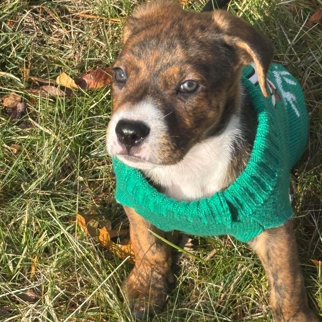 Austin, a Adoptable mixed breed in Griswold, CT image 2/2