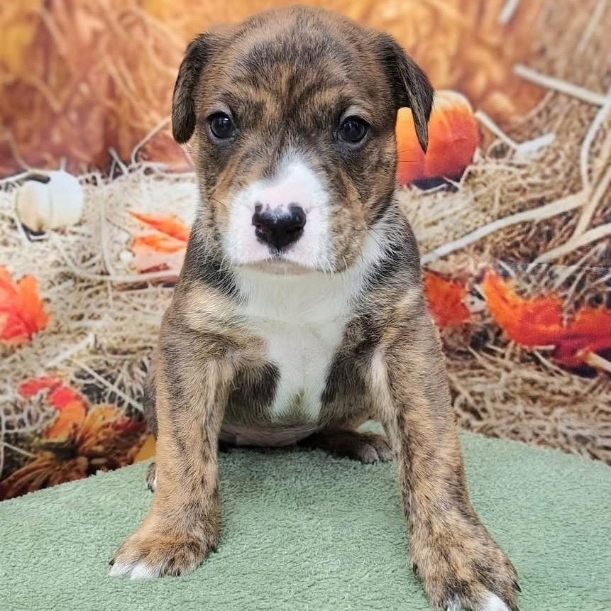 Austin, Adoptable, Puppy Male Labrador Retriever & Hound.