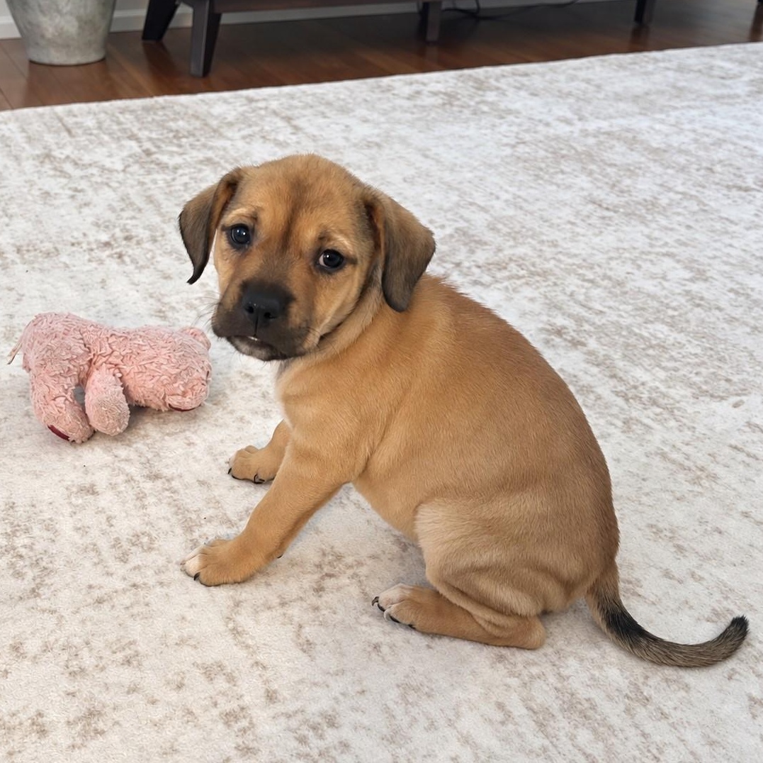 Cupcake, Adoptable, Puppy Female Retriever.