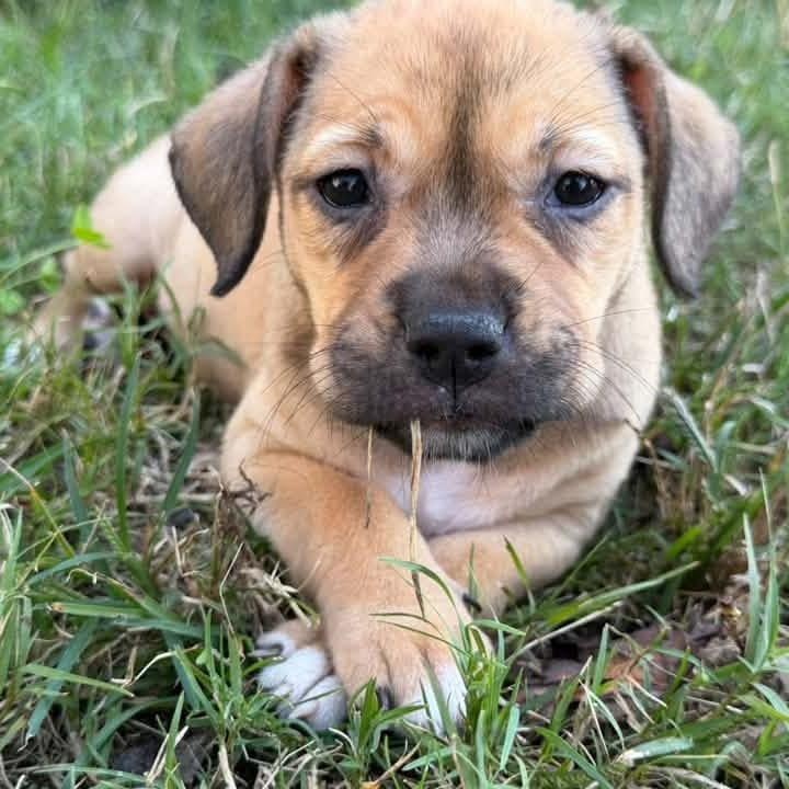Enlarge Cupcake, a Adoptable mixed breed in Helena, AL image 2/4