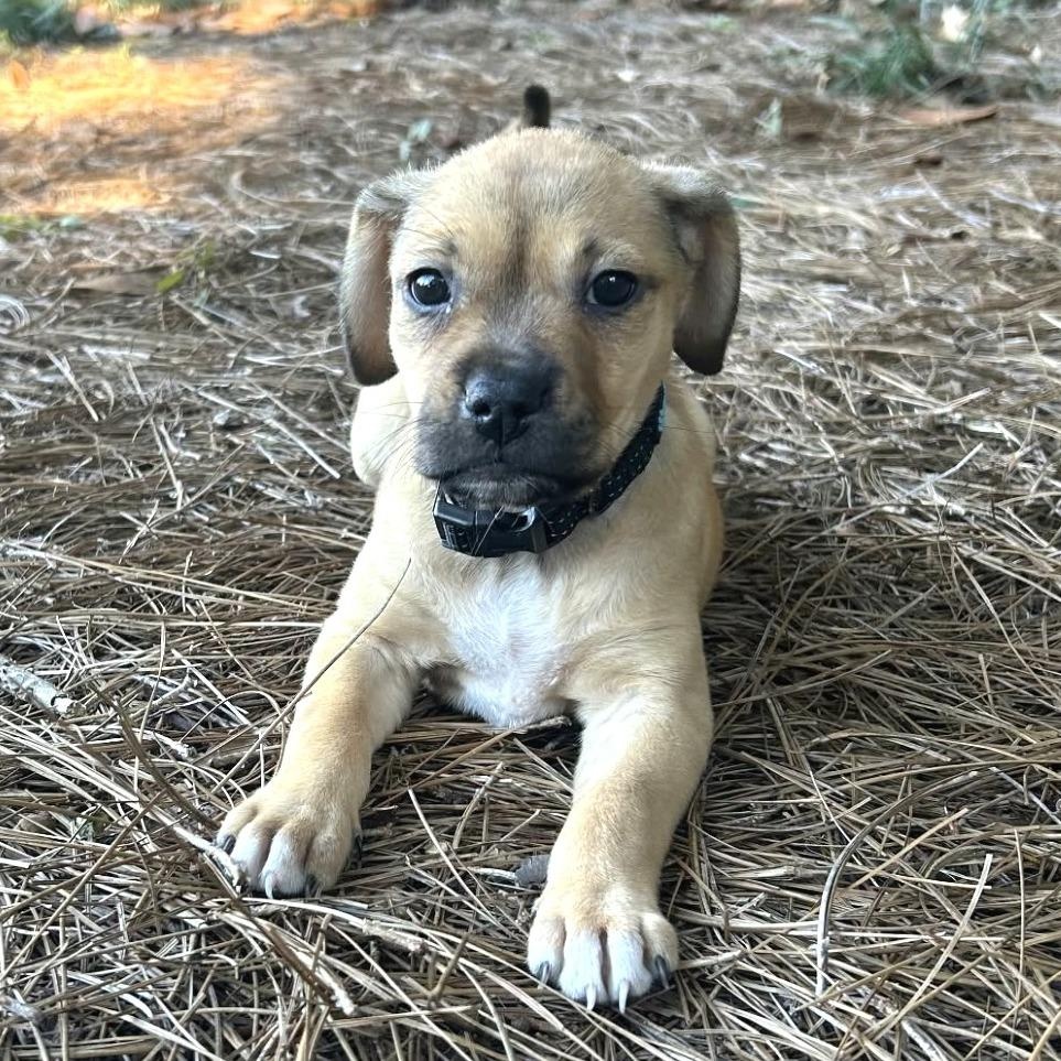 Enlarge Cupcake, a Adoptable mixed breed in Helena, AL image 3/4