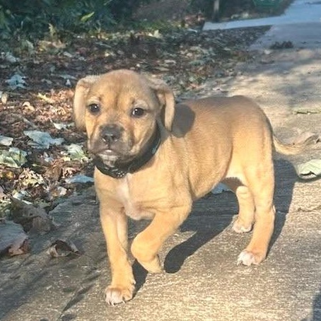 Enlarge Cupcake, a Adoptable mixed breed in Helena, AL image 4/4