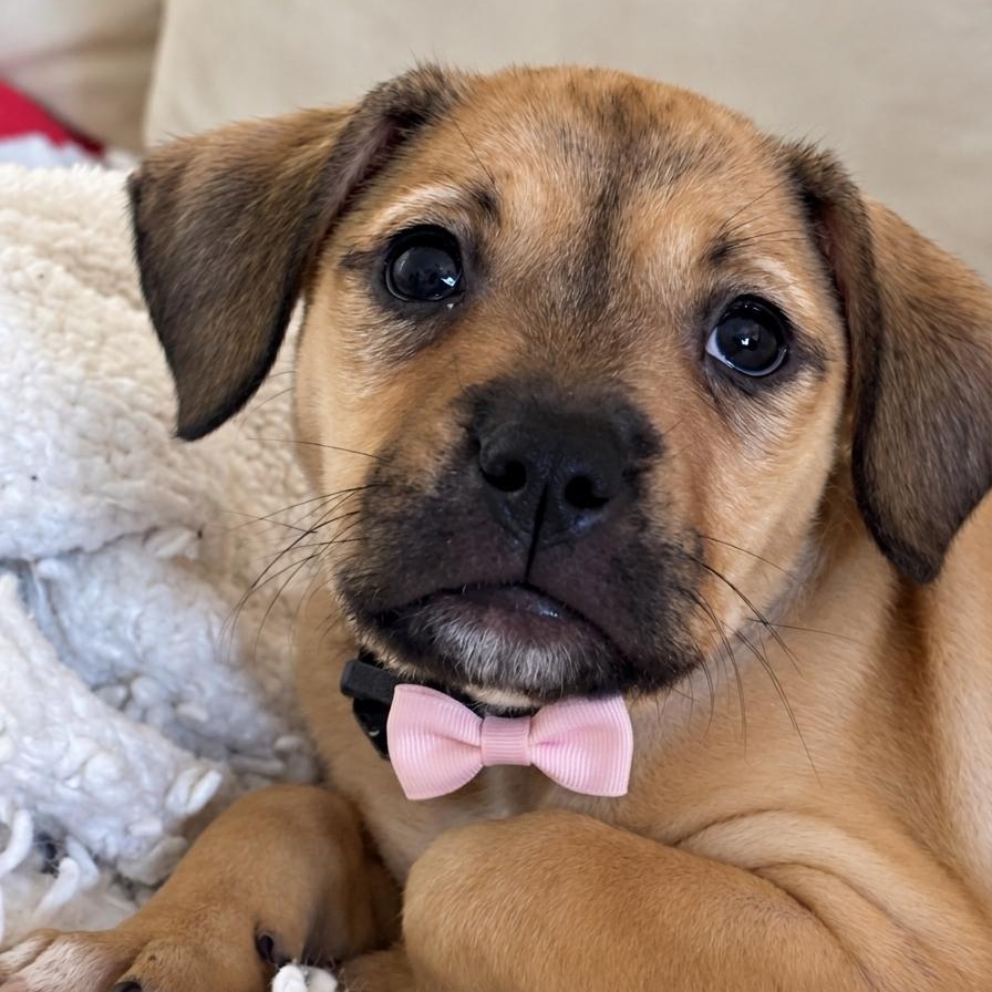 Cupcake, Adoptable, Puppy Female Retriever.