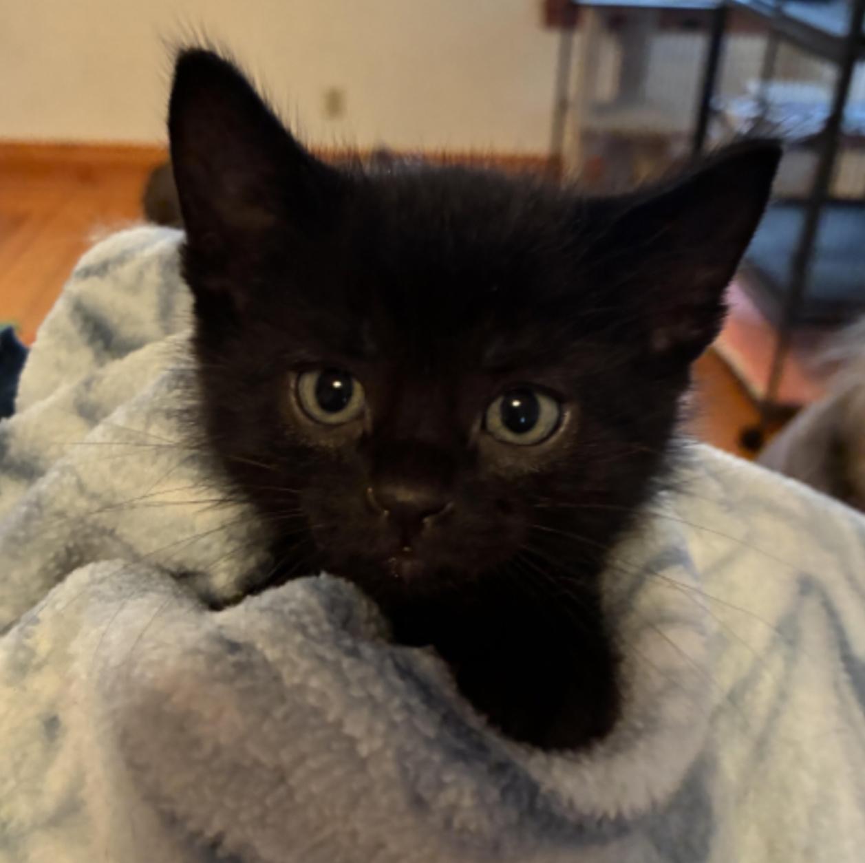 Pepper, a Adoptable Domestic Short Hair in St. Ansgar, IA image 1/5