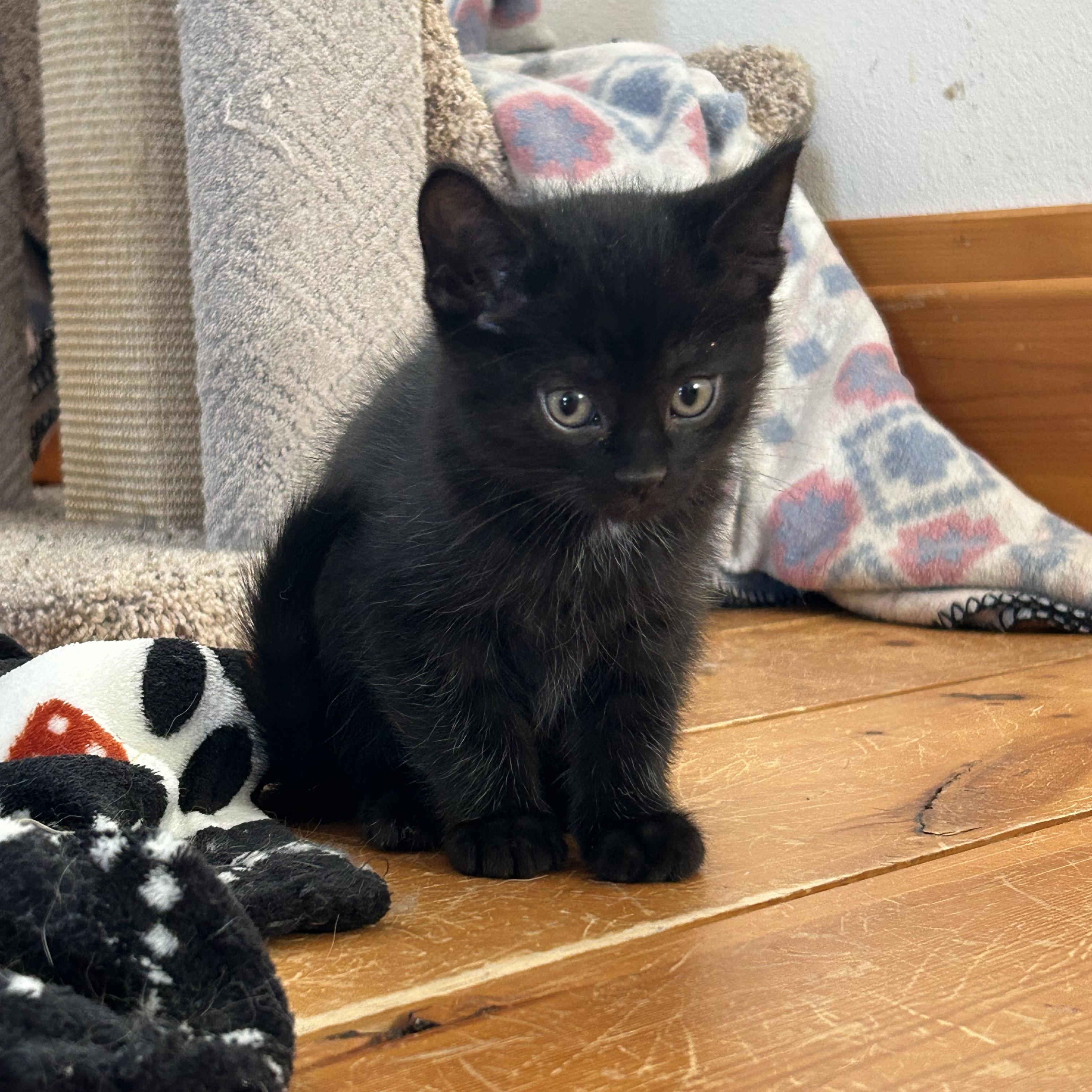 Pepper, a Adoptable Domestic Short Hair in St. Ansgar, IA image 2/5