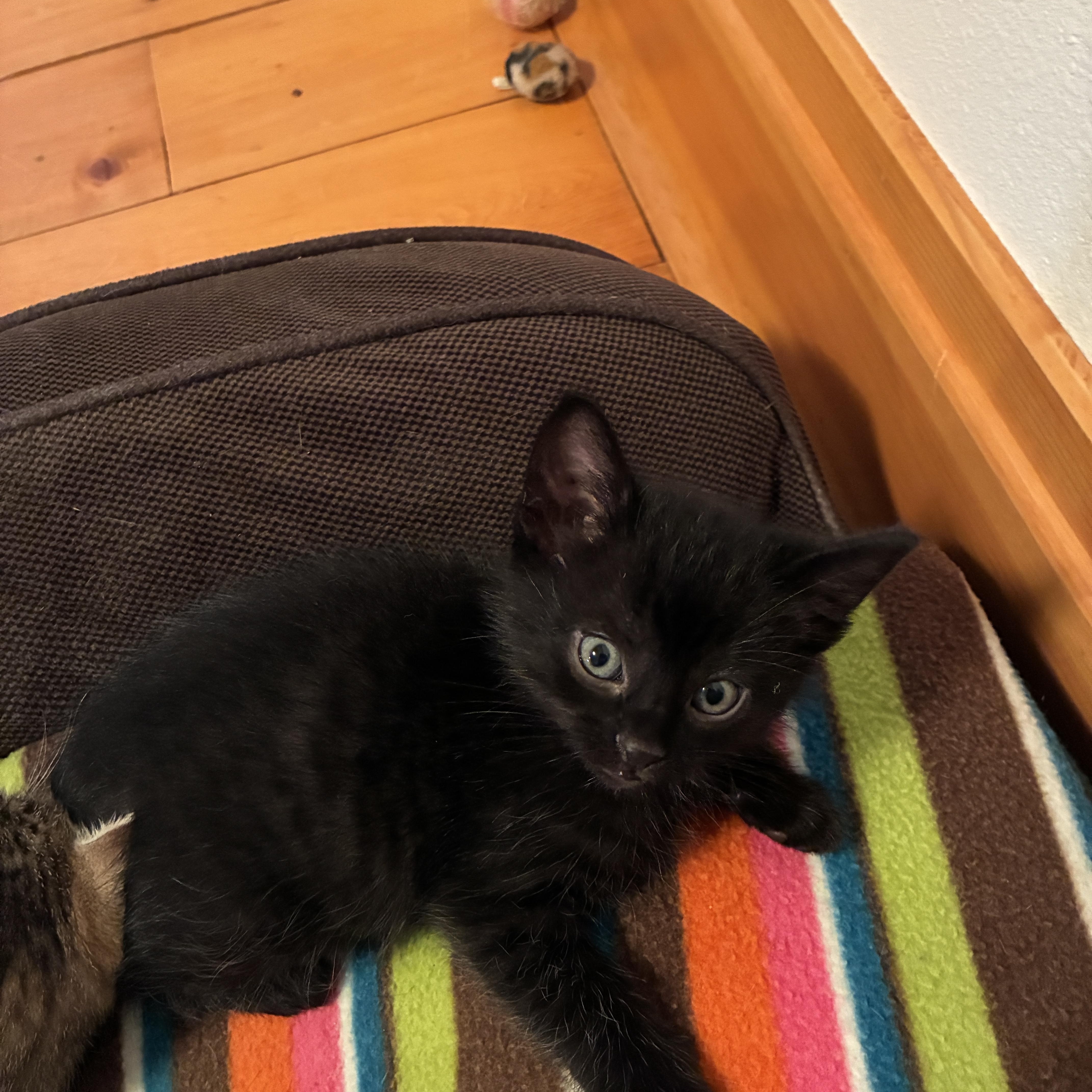 Pepper, Adoptable, Kitten Male Domestic Short Hair.