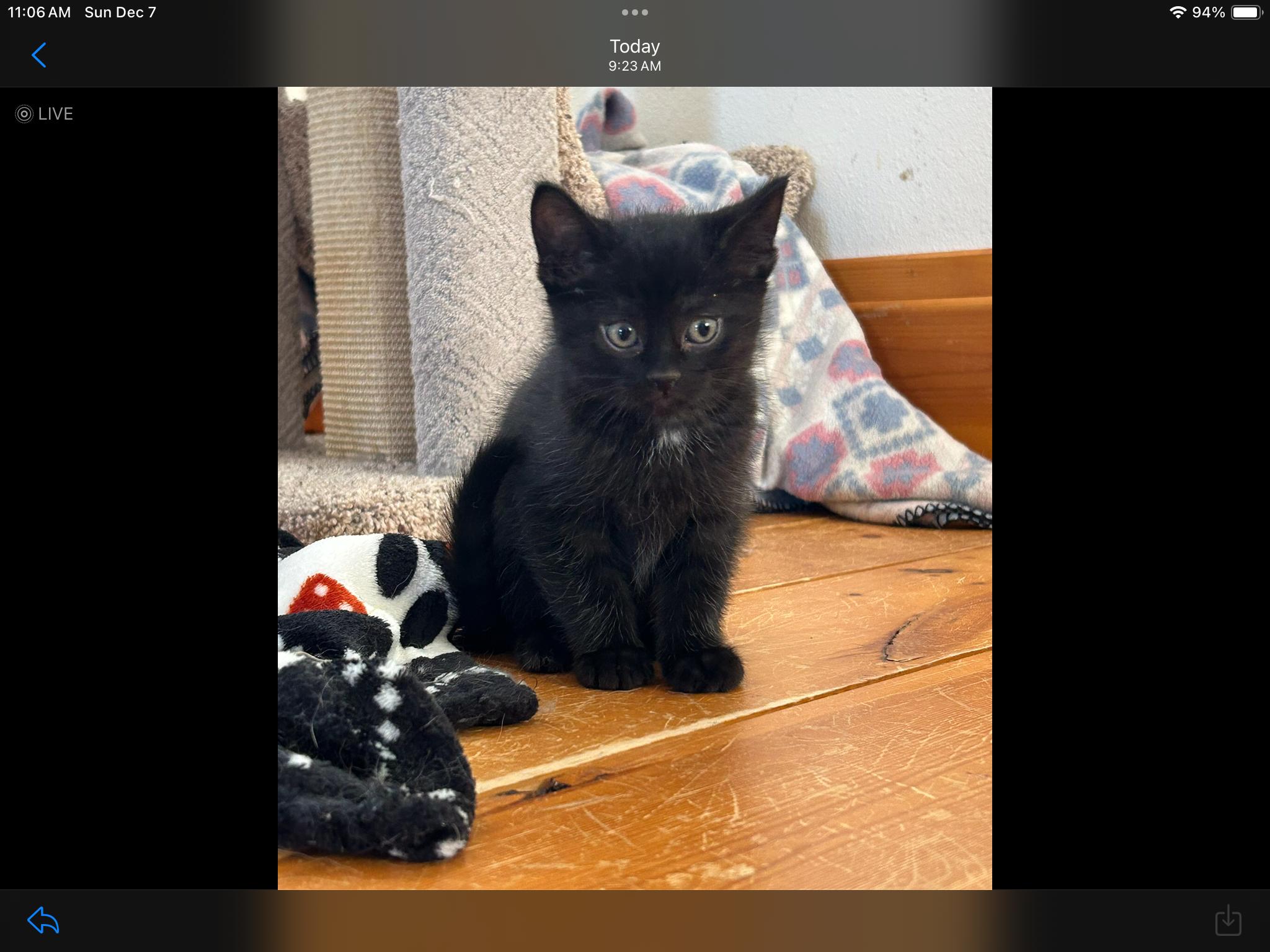 Pepper, a Adoptable Domestic Short Hair in St. Ansgar, IA image 4/5