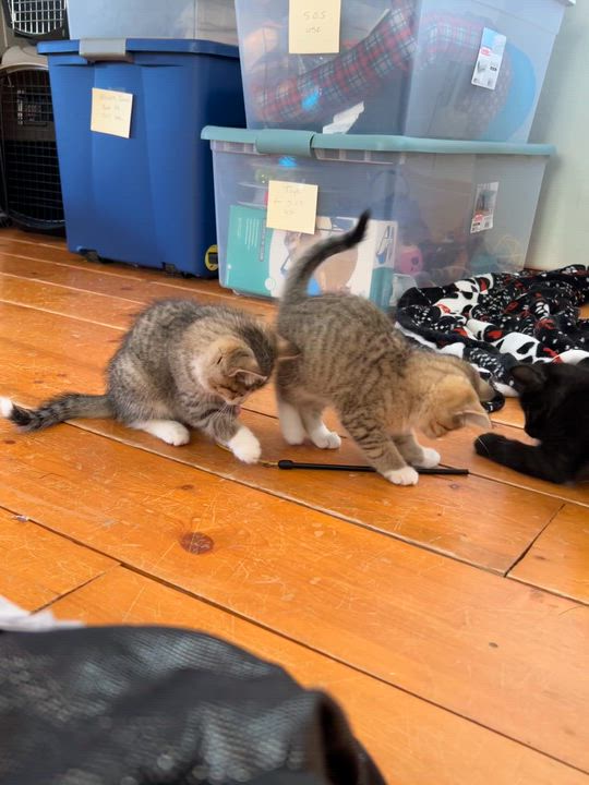 Enlarge Pepper, a Adoptable Domestic Short Hair in St. Ansgar, IA video 5/5