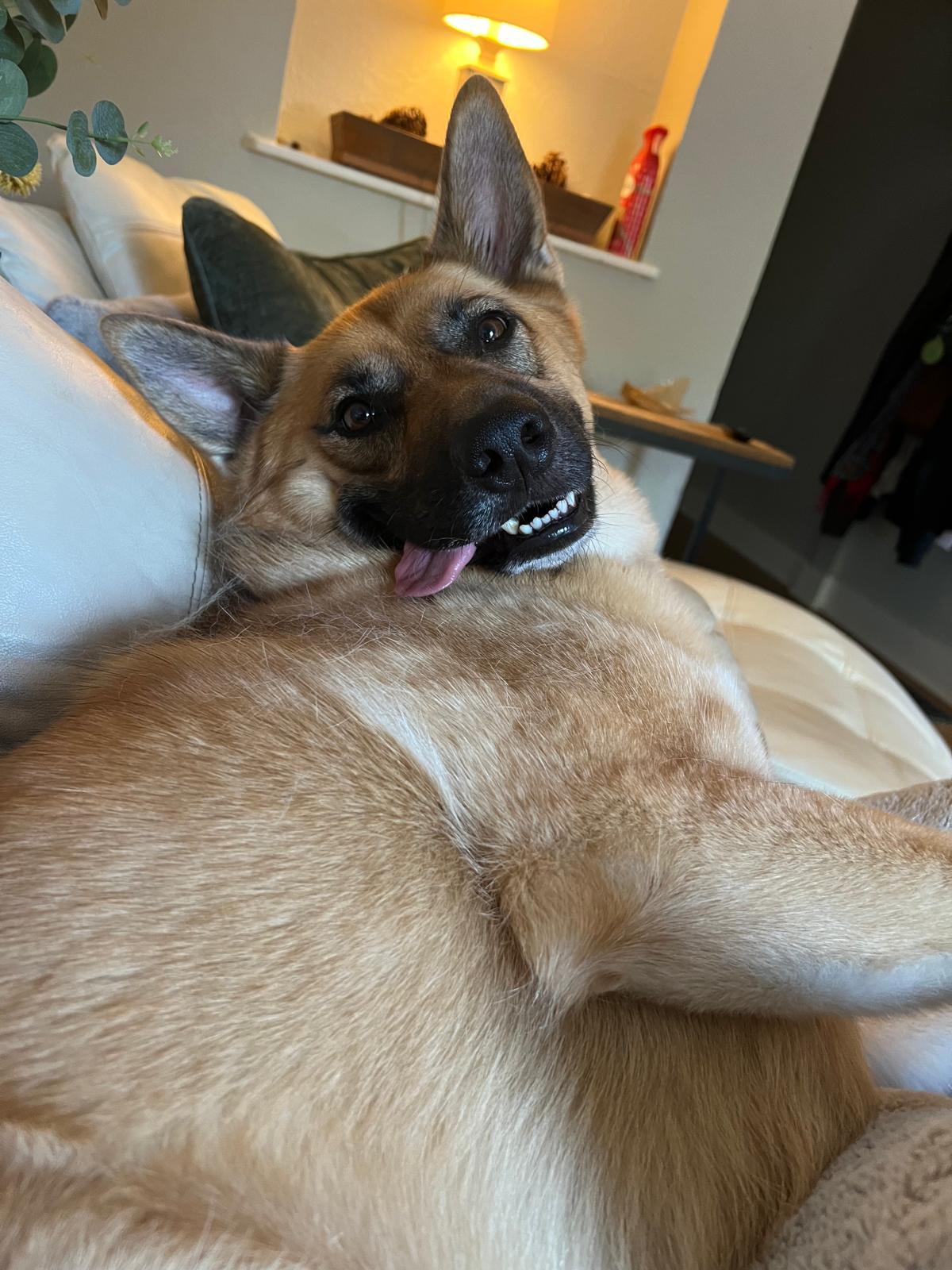 Enlarge RU, a Adoptable mixed breed in Lakeway, TX image 1/5