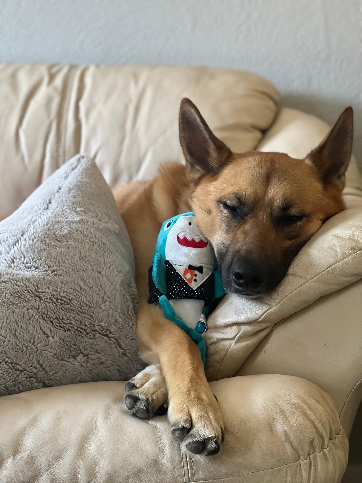 Enlarge RU, a Adoptable mixed breed in Lakeway, TX image 2/5