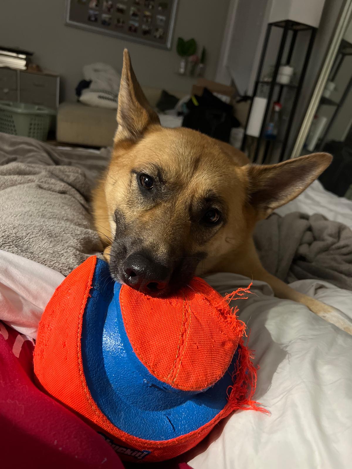 Enlarge RU, a Adoptable mixed breed in Lakeway, TX image 3/5