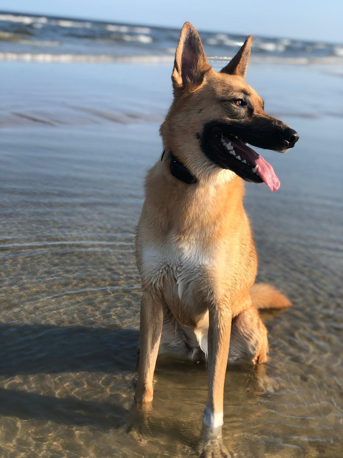 Enlarge RU, a Adoptable mixed breed in Lakeway, TX image 4/5