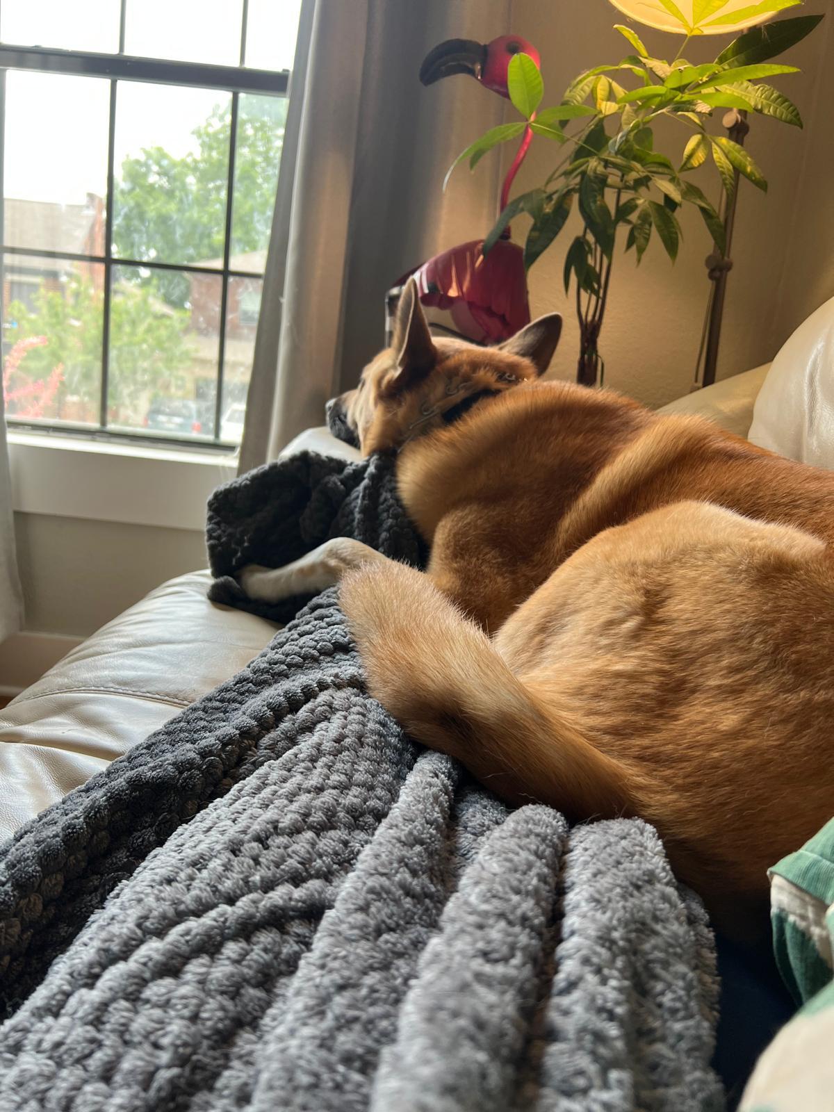 Enlarge RU, a Adoptable mixed breed in Lakeway, TX image 5/5