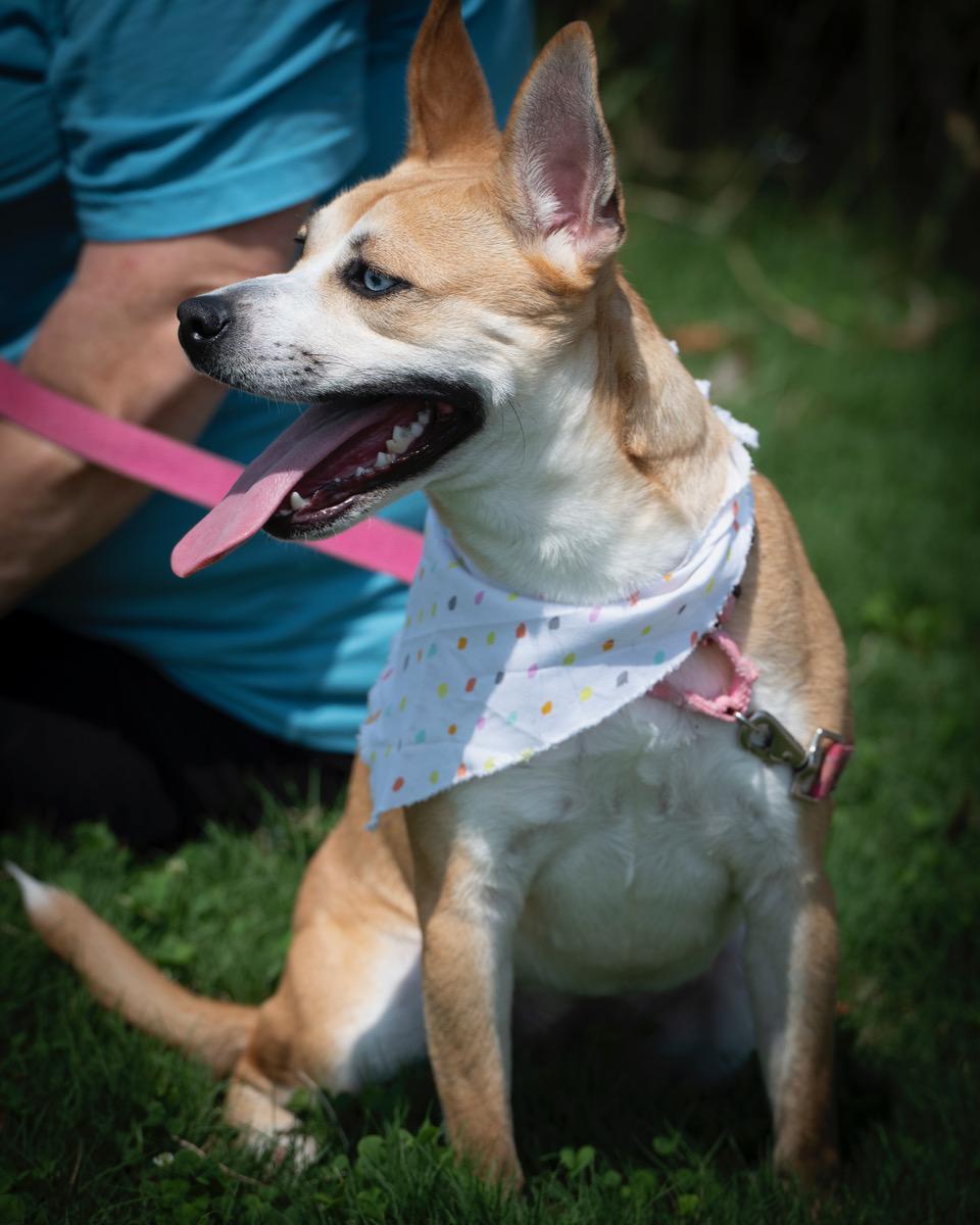Enlarge Talia, a Adoptable mixed breed in Winston-Salem, NC image 3/5