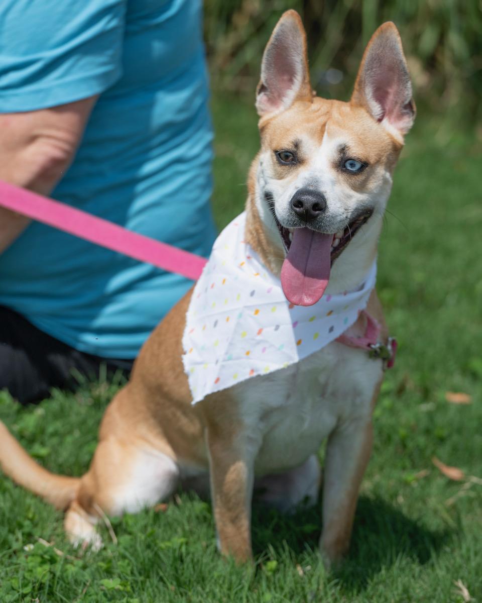 Enlarge Talia, a Adoptable mixed breed in Winston-Salem, NC image 1/5